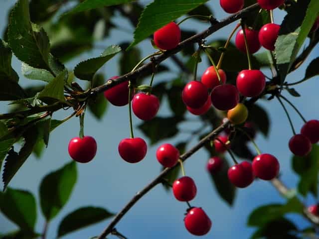 arcadian_sour_cherries.jpg