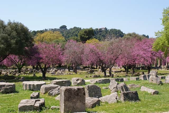 Alberi con fiori viola circondano antiche pietre nell'antica Olimpia, Grecia