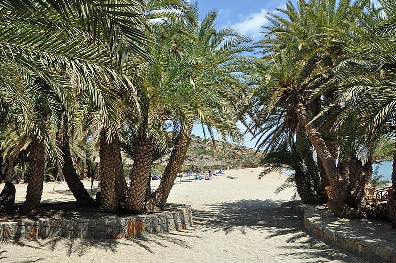 the vai palm beach in lasithi hides behind a set of palm trees