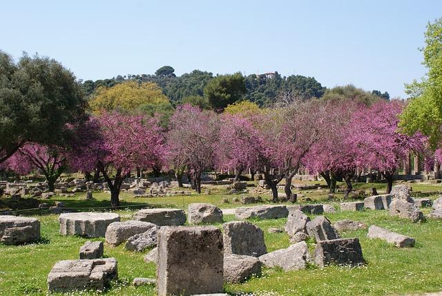 Trees with purple blossoms surround ancient stones in ancient olympia, greece